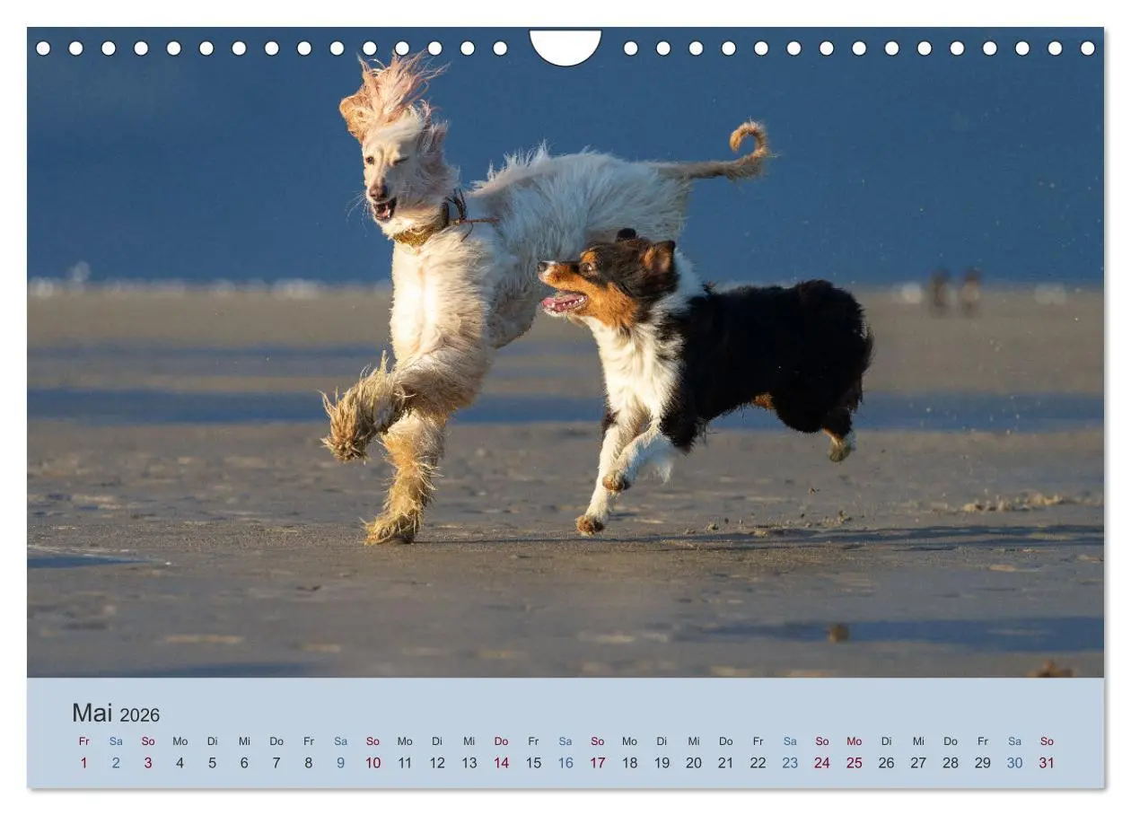Bild: 9783457883839 | AFGHANISCHE WINDHUNDE 2026 (Wandkalender 2026 DIN A4 quer),...