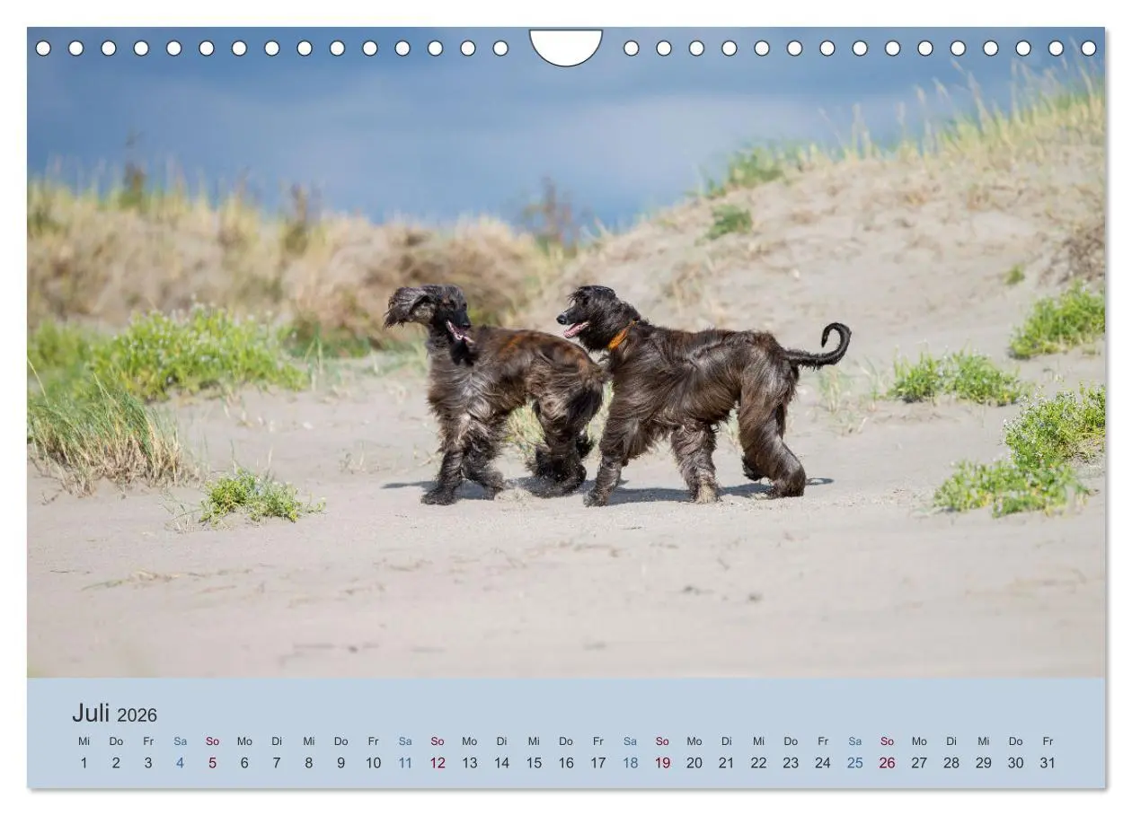 Bild: 9783457883839 | AFGHANISCHE WINDHUNDE 2026 (Wandkalender 2026 DIN A4 quer),...