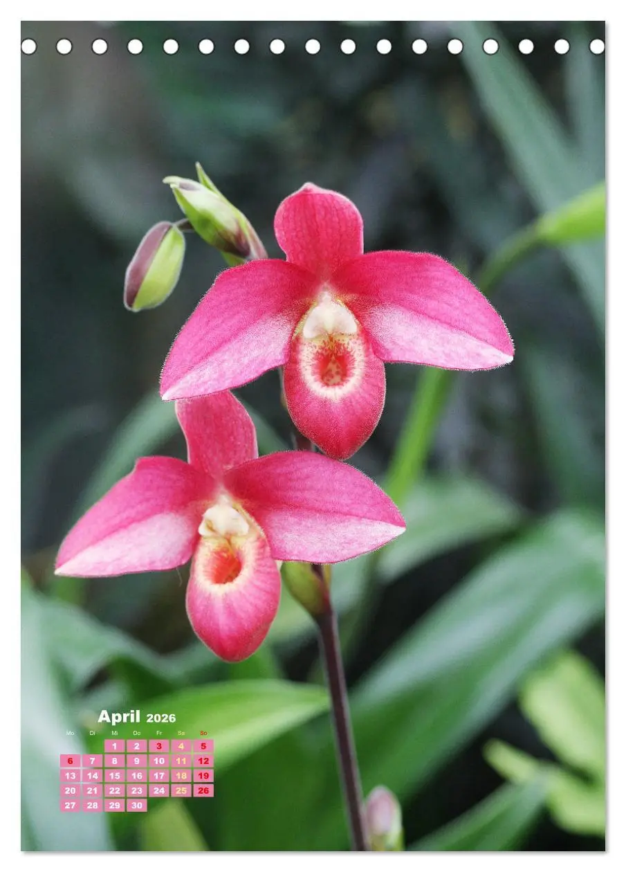 Bild: 9783516353839 | Orchideenschätze (Tischkalender 2026 DIN A5 hoch), CALVENDO...