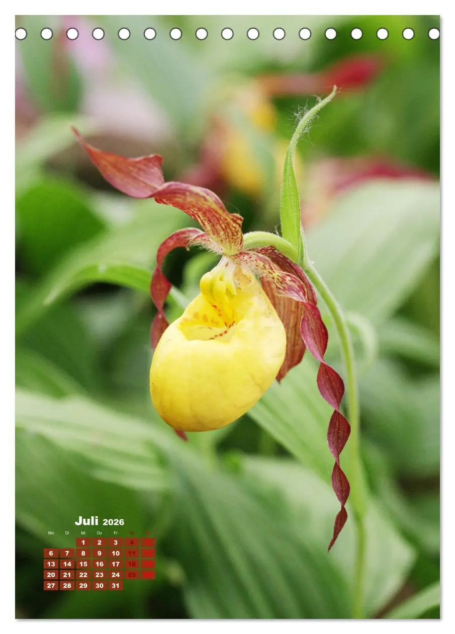 Bild: 9783516353839 | Orchideenschätze (Tischkalender 2026 DIN A5 hoch), CALVENDO...