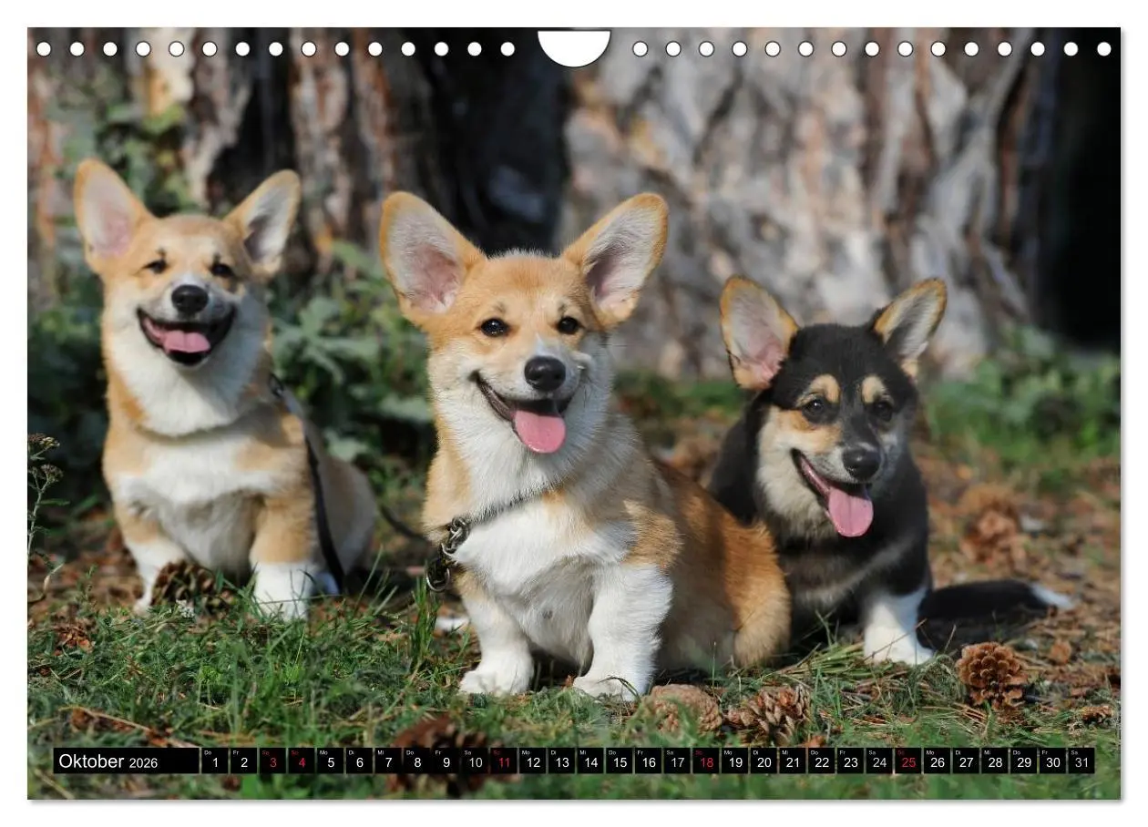 Bild: 9783516103939 | Welsh Corgi - Kobold auf 4 Pfoten (Wandkalender 2026 DIN A4 quer),...
