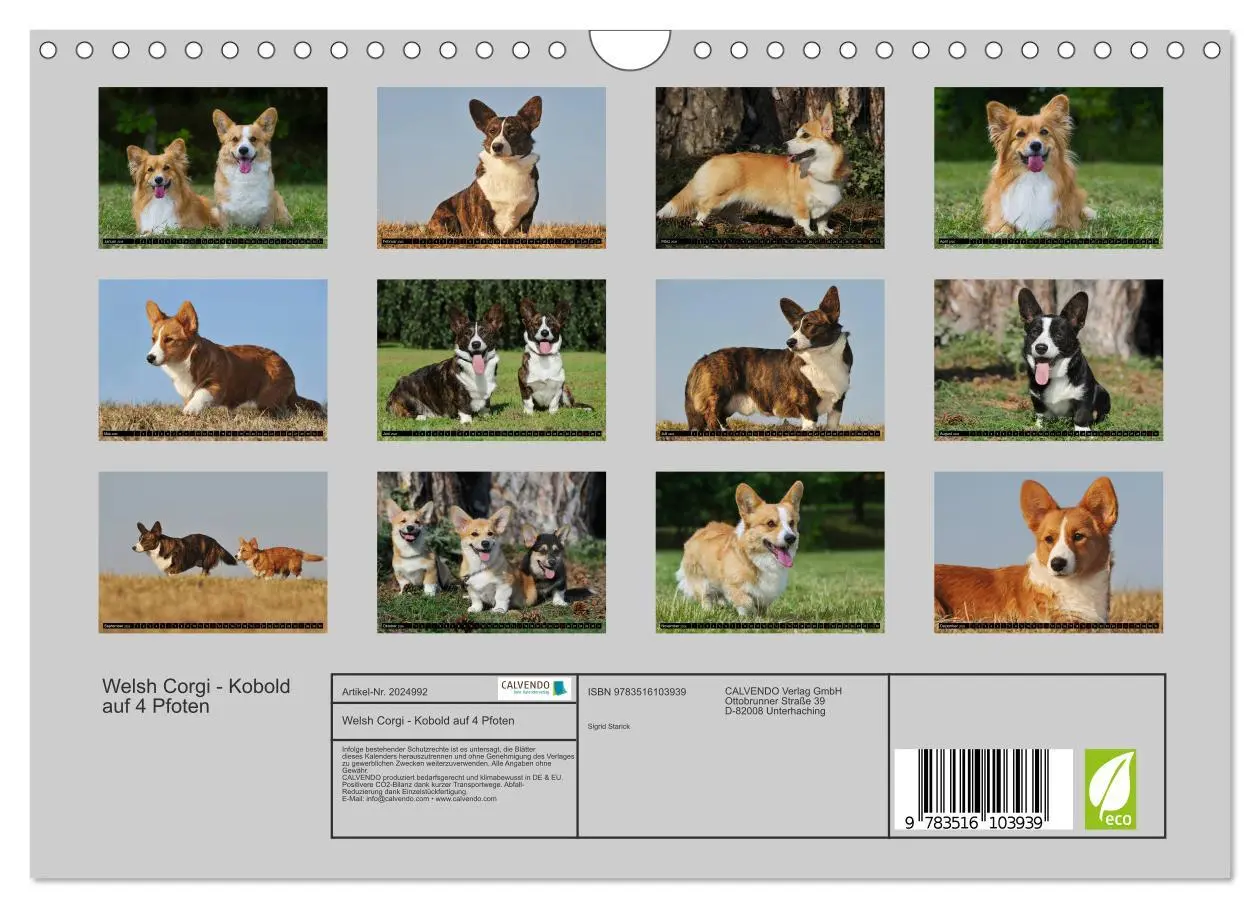 Bild: 9783516103939 | Welsh Corgi - Kobold auf 4 Pfoten (Wandkalender 2026 DIN A4 quer),...