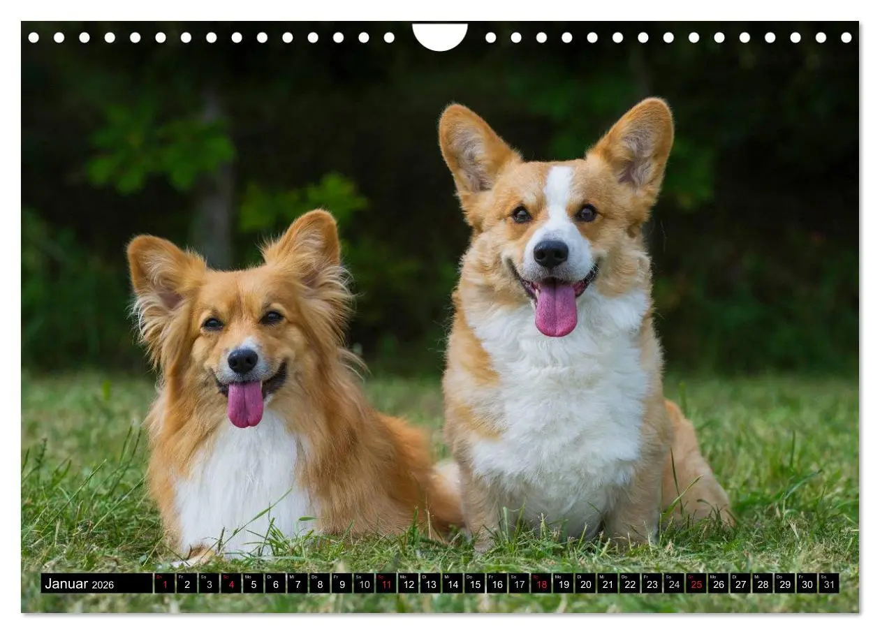Bild: 9783516103939 | Welsh Corgi - Kobold auf 4 Pfoten (Wandkalender 2026 DIN A4 quer),...