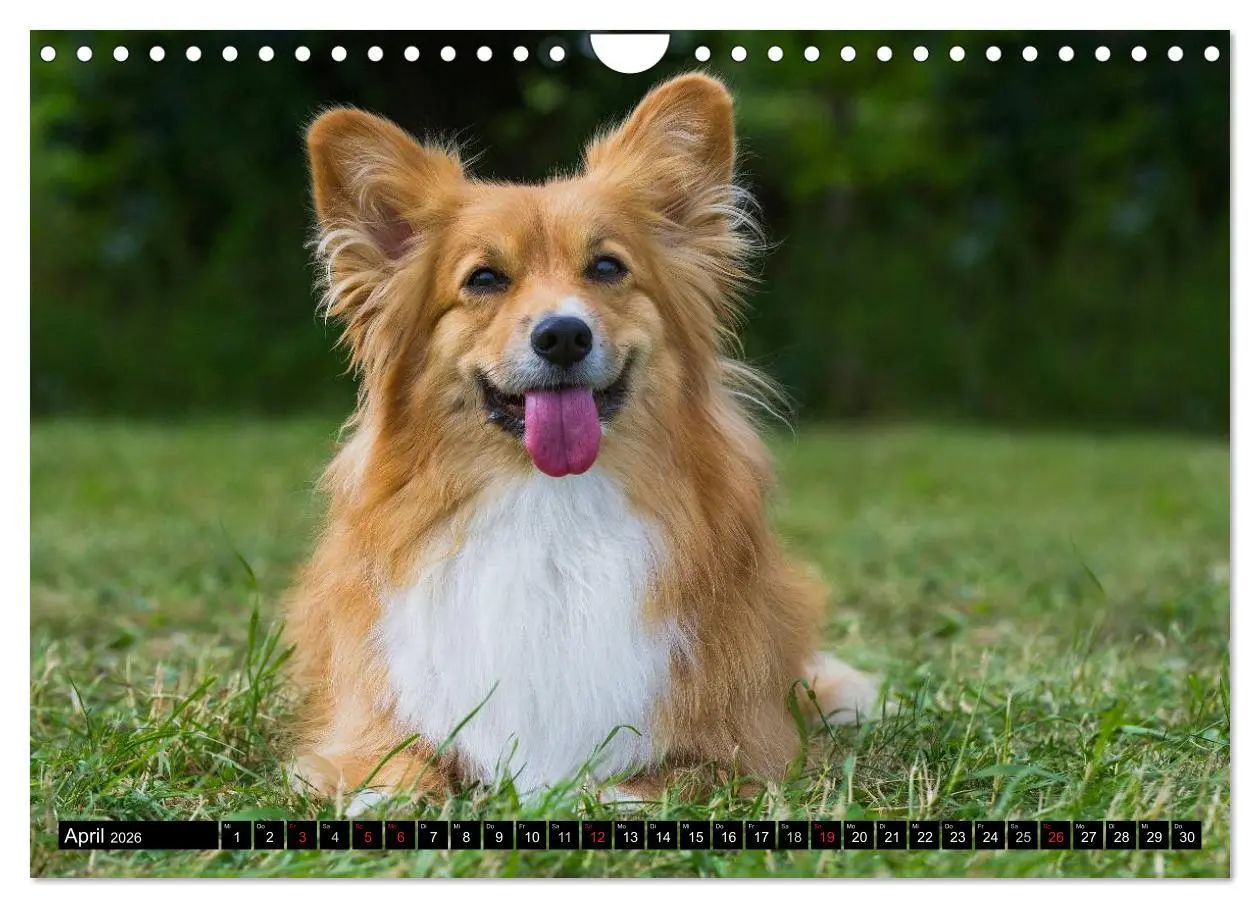 Bild: 9783516103939 | Welsh Corgi - Kobold auf 4 Pfoten (Wandkalender 2026 DIN A4 quer),...