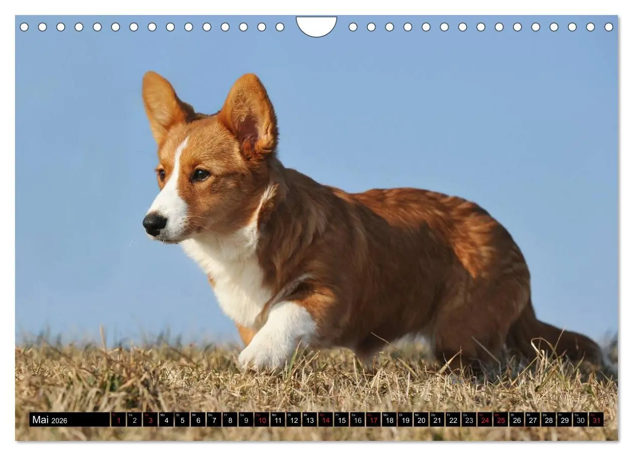 Bild: 9783516103939 | Welsh Corgi - Kobold auf 4 Pfoten (Wandkalender 2026 DIN A4 quer),...