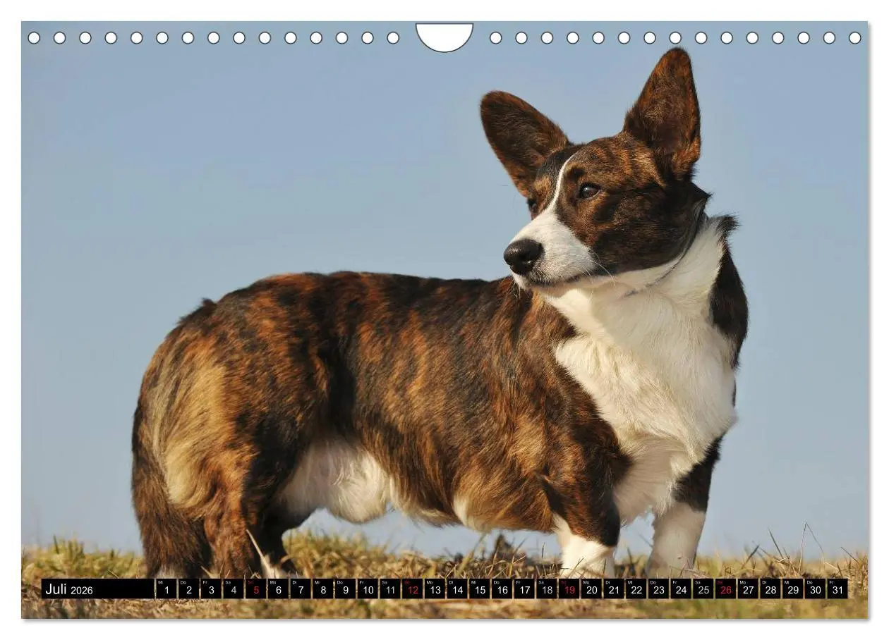Bild: 9783516103939 | Welsh Corgi - Kobold auf 4 Pfoten (Wandkalender 2026 DIN A4 quer),...
