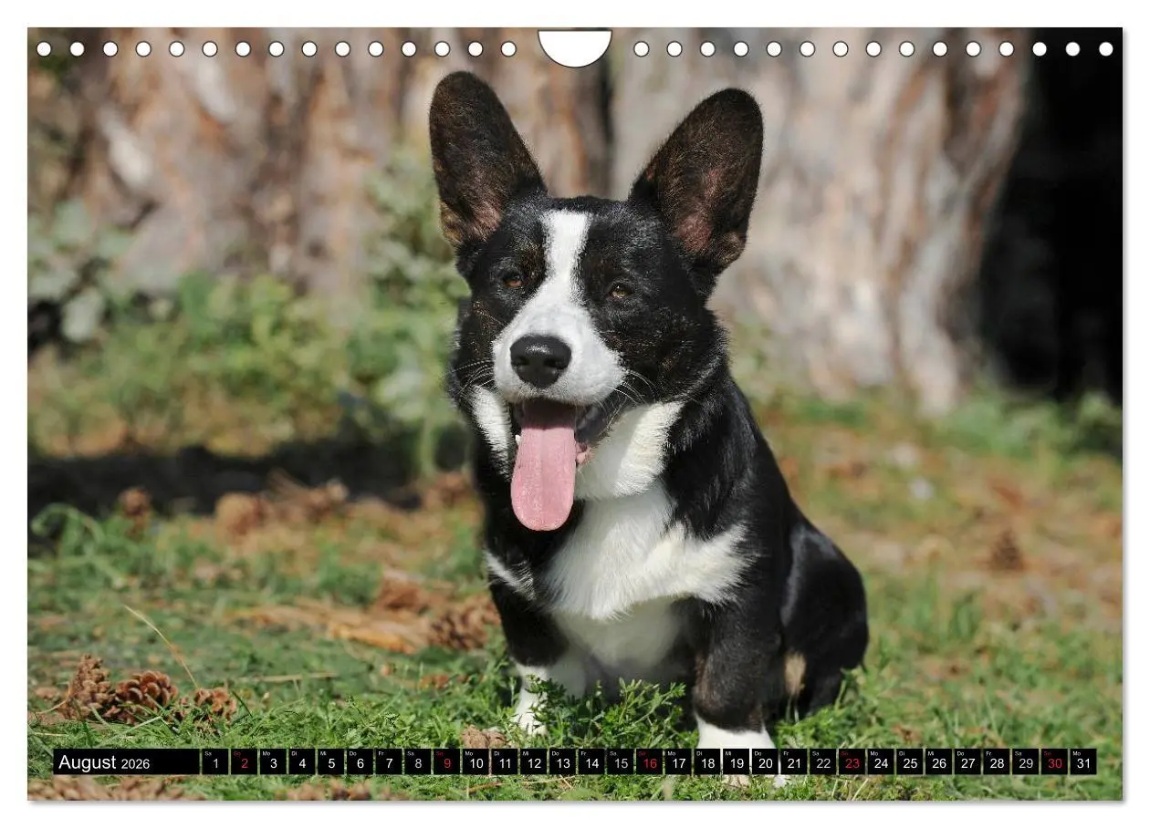 Bild: 9783516103939 | Welsh Corgi - Kobold auf 4 Pfoten (Wandkalender 2026 DIN A4 quer),...