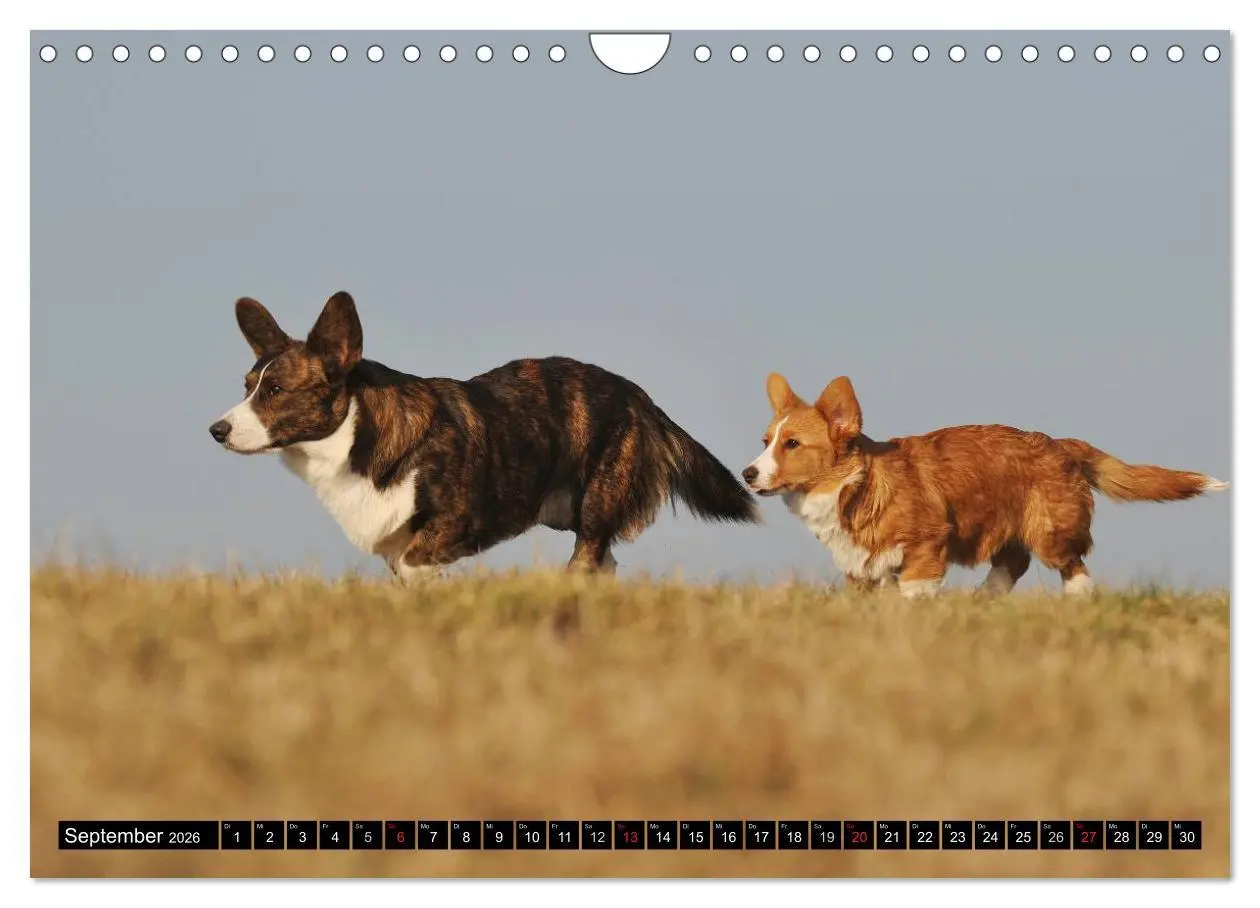 Bild: 9783516103939 | Welsh Corgi - Kobold auf 4 Pfoten (Wandkalender 2026 DIN A4 quer),...