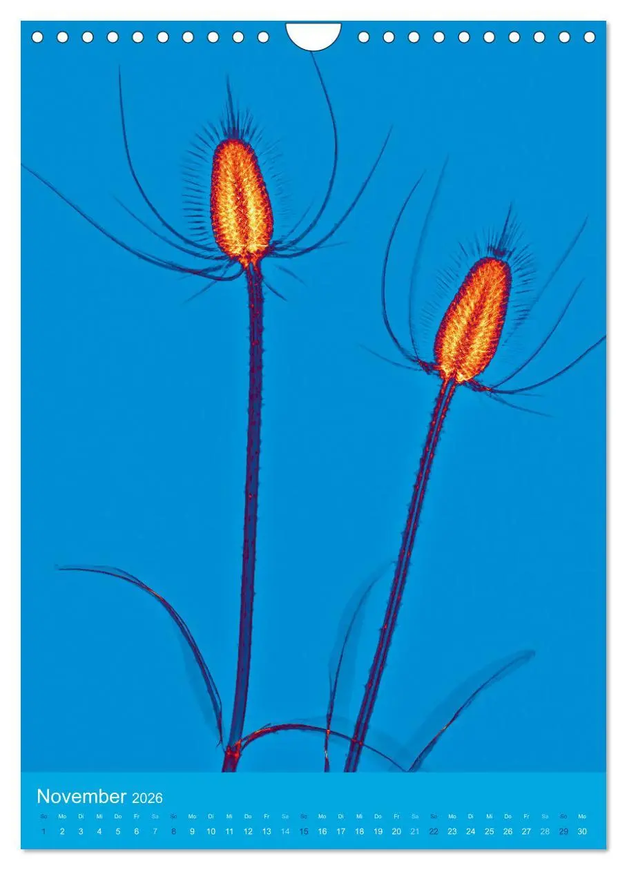 Bild: 9783516343939 | Durchleuchtete Blumenwelt 2026 (Wandkalender 2026 DIN A4 hoch),...