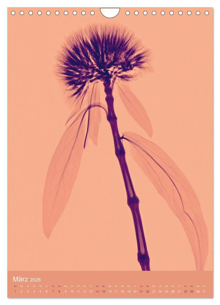 Bild: 9783516343939 | Durchleuchtete Blumenwelt 2026 (Wandkalender 2026 DIN A4 hoch),...