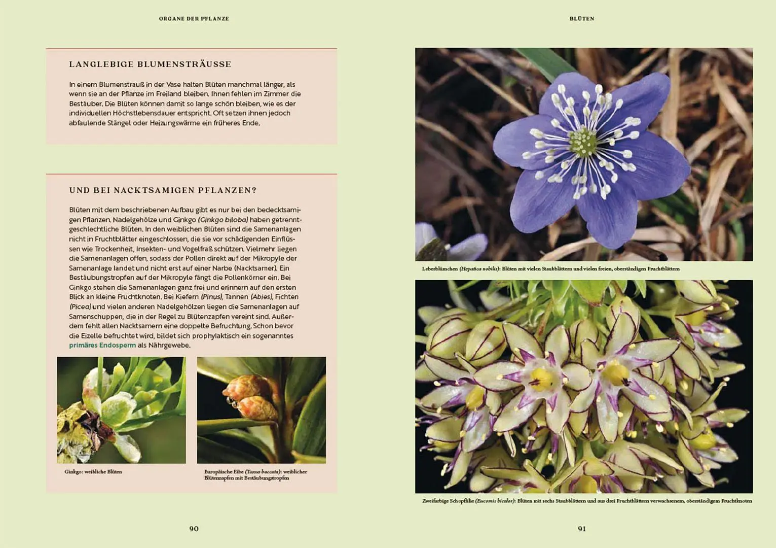 Bild: 9783258084039 | Gartenbotanik | Margot Spohn (u. a.) | Buch | 224 S. | Deutsch | 2026