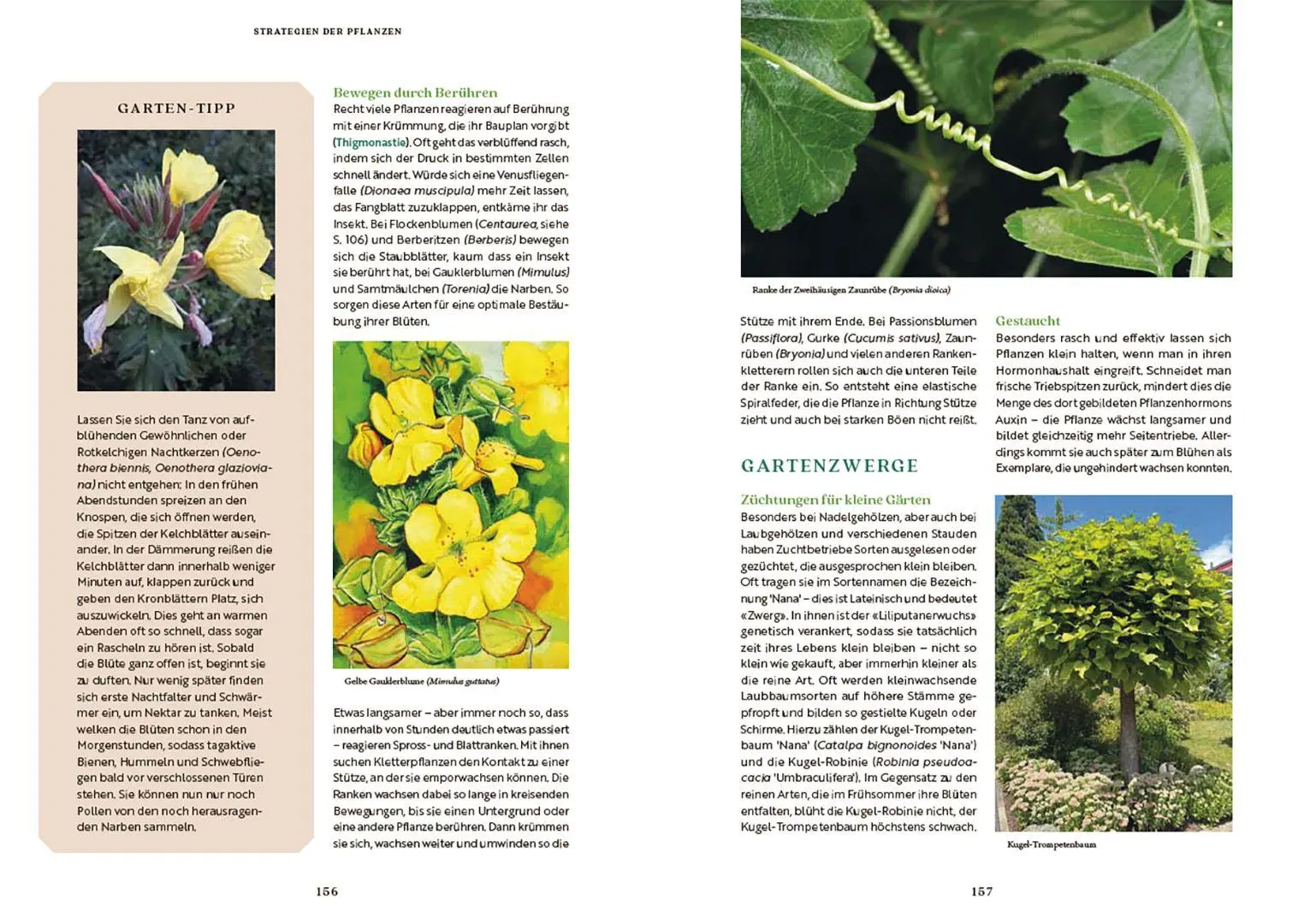 Bild: 9783258084039 | Gartenbotanik | Margot Spohn (u. a.) | Buch | 224 S. | Deutsch | 2026