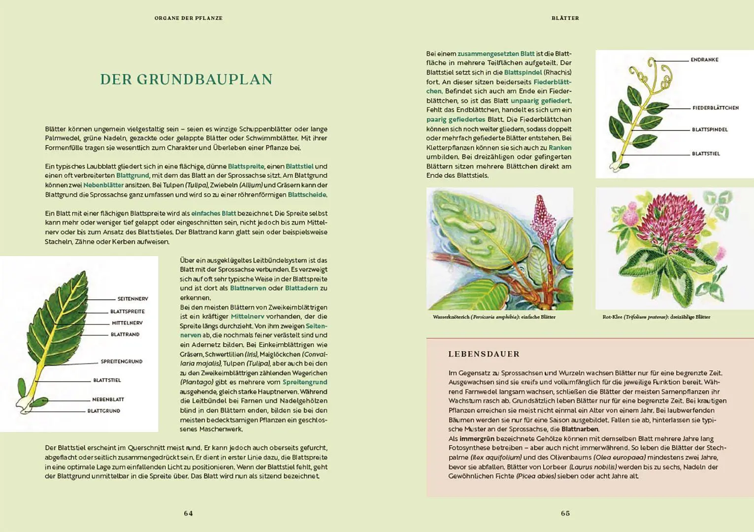 Bild: 9783258084039 | Gartenbotanik | Margot Spohn (u. a.) | Buch | 224 S. | Deutsch | 2026
