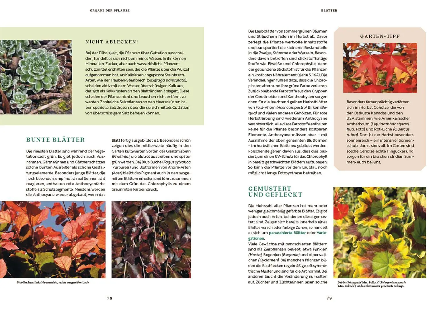 Bild: 9783258084039 | Gartenbotanik | Margot Spohn (u. a.) | Buch | 224 S. | Deutsch | 2026