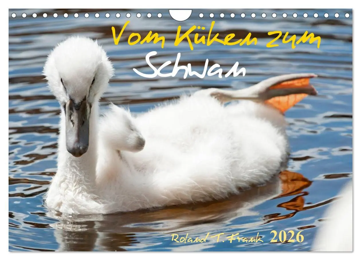 Cover: 9783516094039 | Vom Küken zum Schwan (Wandkalender 2026 DIN A4 quer), CALVENDO...