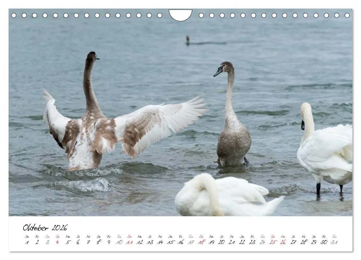 Bild: 9783516094039 | Vom Küken zum Schwan (Wandkalender 2026 DIN A4 quer), CALVENDO...