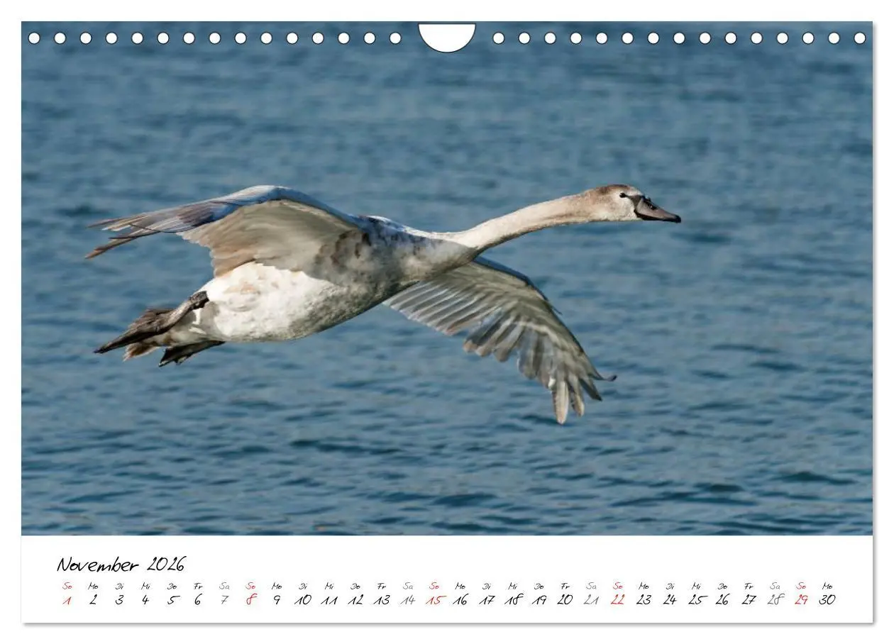 Bild: 9783516094039 | Vom Küken zum Schwan (Wandkalender 2026 DIN A4 quer), CALVENDO...