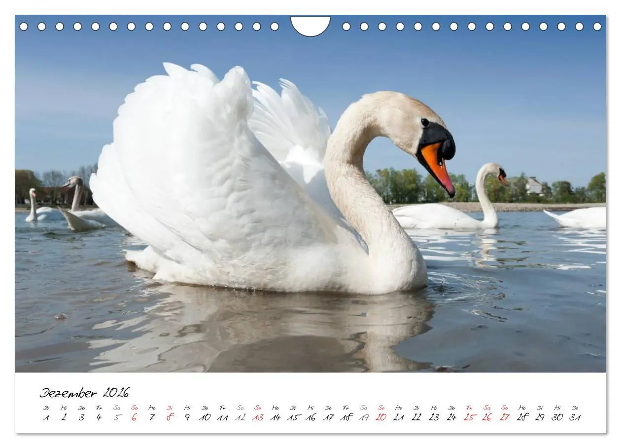 Bild: 9783516094039 | Vom Küken zum Schwan (Wandkalender 2026 DIN A4 quer), CALVENDO...
