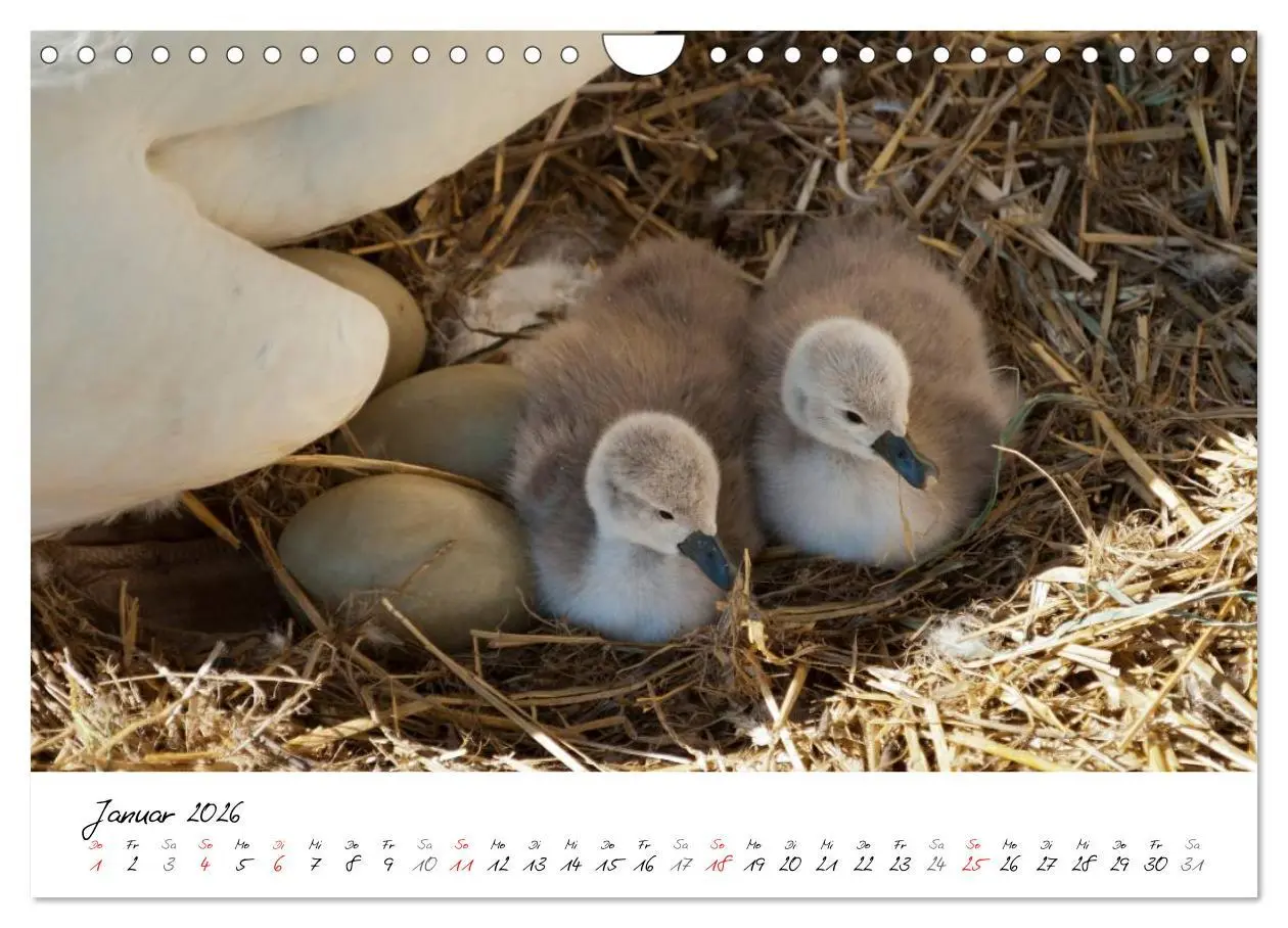 Bild: 9783516094039 | Vom Küken zum Schwan (Wandkalender 2026 DIN A4 quer), CALVENDO...