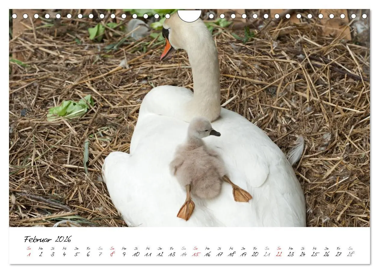 Bild: 9783516094039 | Vom Küken zum Schwan (Wandkalender 2026 DIN A4 quer), CALVENDO...