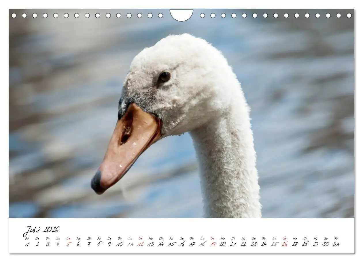Bild: 9783516094039 | Vom Küken zum Schwan (Wandkalender 2026 DIN A4 quer), CALVENDO...