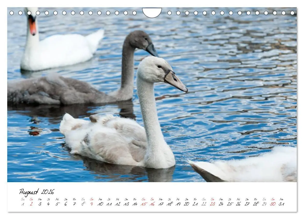 Bild: 9783516094039 | Vom Küken zum Schwan (Wandkalender 2026 DIN A4 quer), CALVENDO...