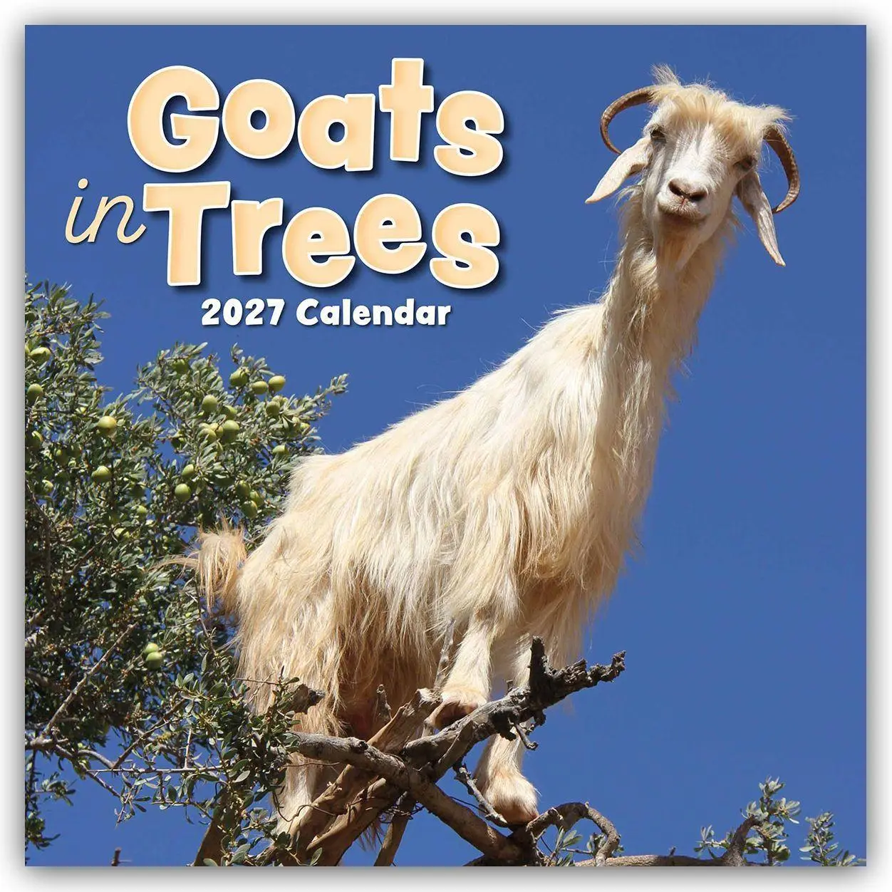 Cover: 9781805974239 | Goats in Trees - Ziegen auf Bäumen 2027 - 16-Monatskalender | Ltd