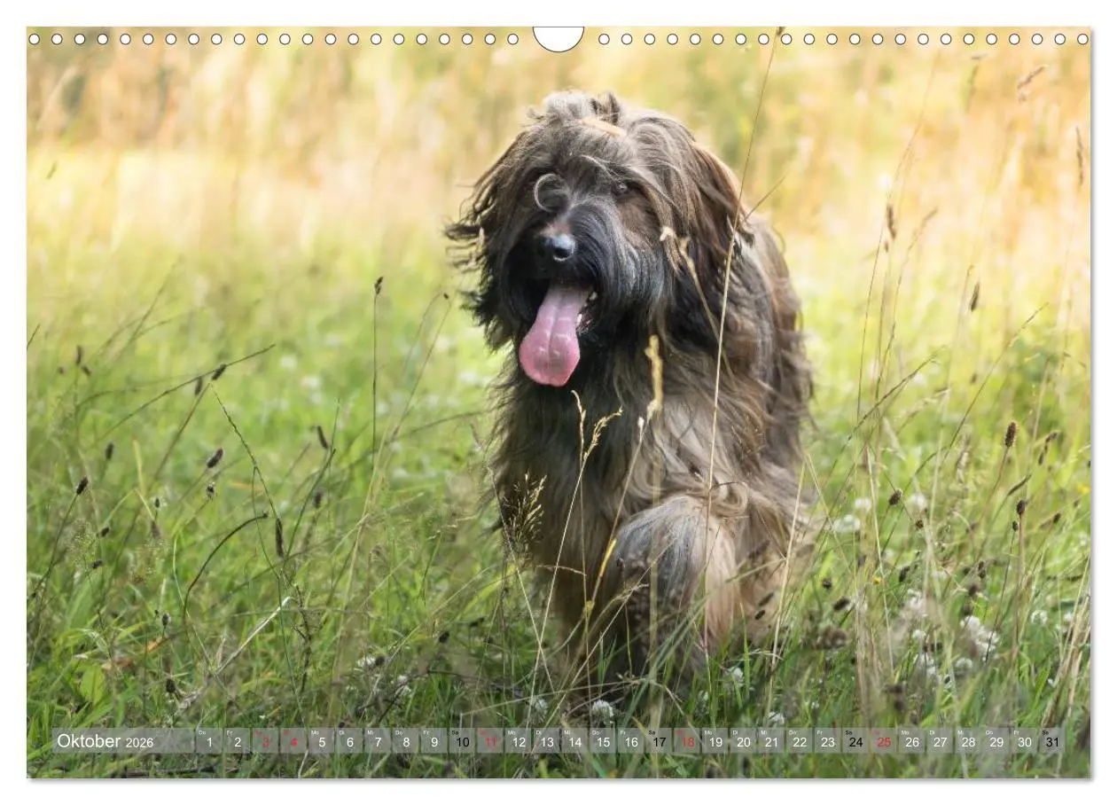 Bild: 9783516074239 | Briards - sanfte Riesen mit Temperament (Wandkalender 2026 DIN A3...