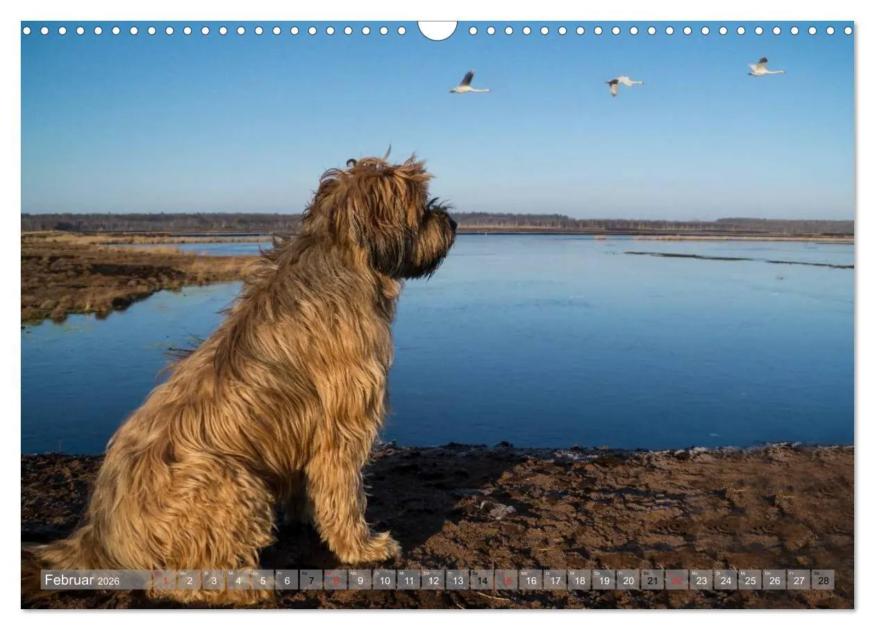 Bild: 9783516074239 | Briards - sanfte Riesen mit Temperament (Wandkalender 2026 DIN A3...