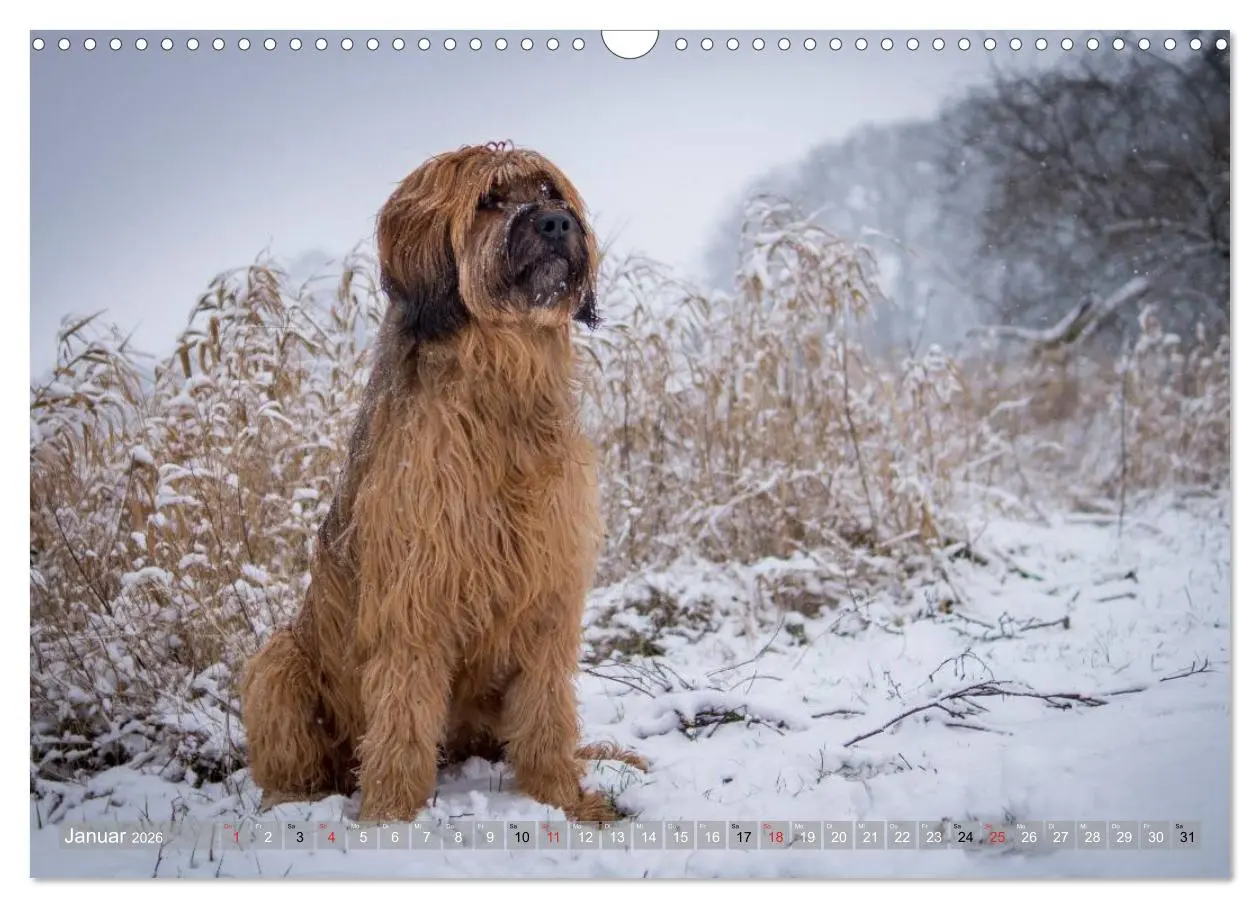 Bild: 9783516074239 | Briards - sanfte Riesen mit Temperament (Wandkalender 2026 DIN A3...