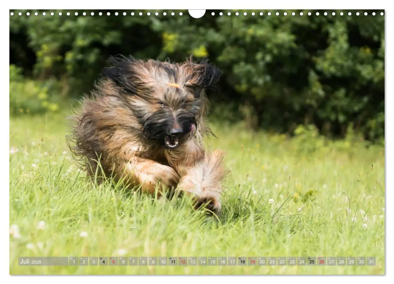 Bild: 9783516074239 | Briards - sanfte Riesen mit Temperament (Wandkalender 2026 DIN A3...