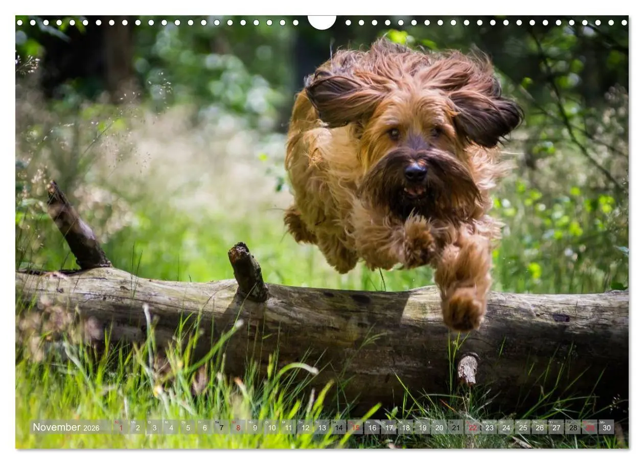 Bild: 9783516074239 | Briards - sanfte Riesen mit Temperament (Wandkalender 2026 DIN A3...