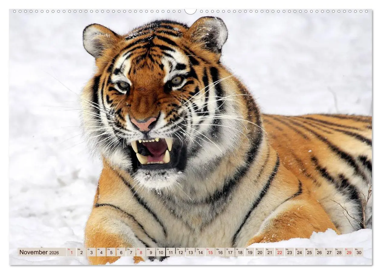 Bild: 9783516144239 | Tiger. Gestreift, wild u. schön (hochwertiger Premium Wandkalender...