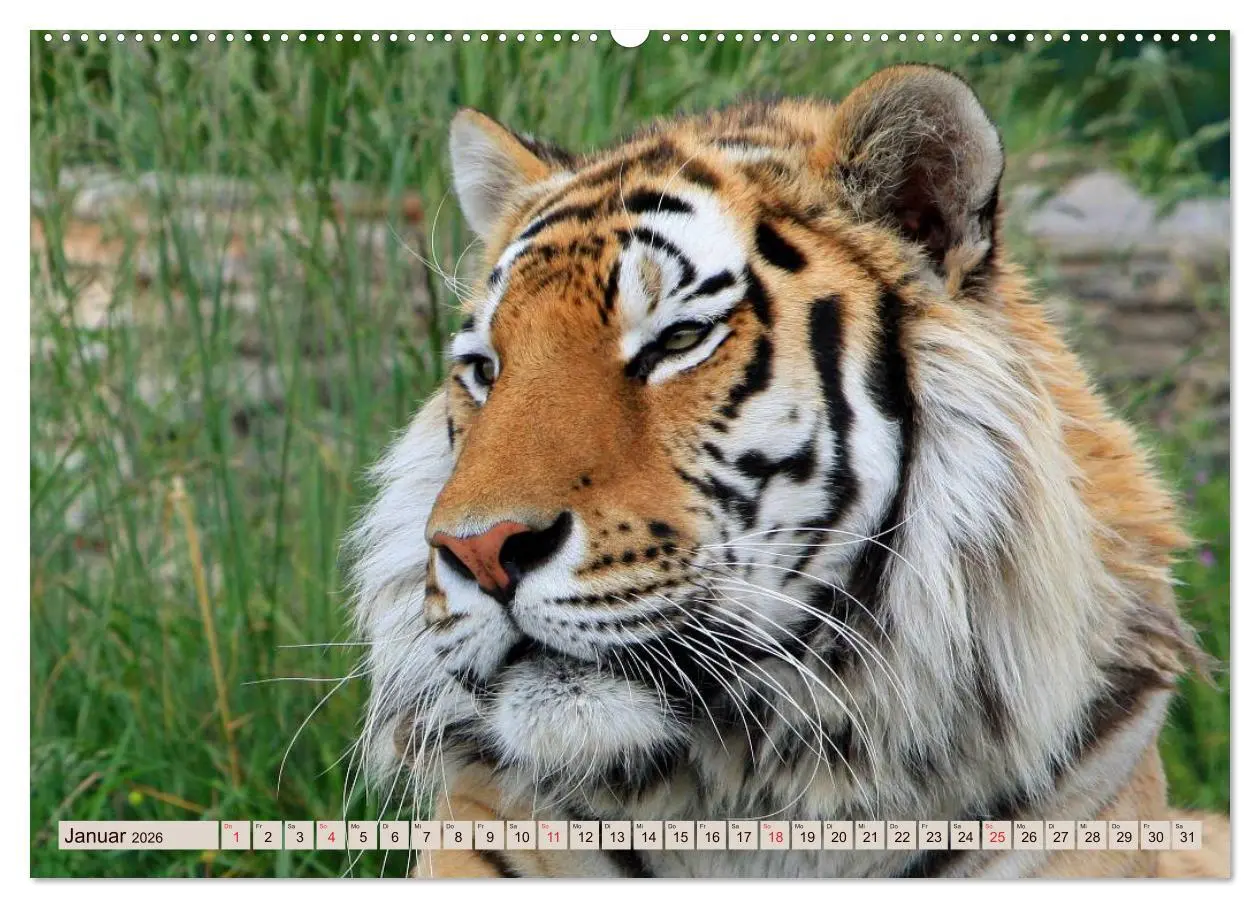 Bild: 9783516144239 | Tiger. Gestreift, wild u. schön (hochwertiger Premium Wandkalender...