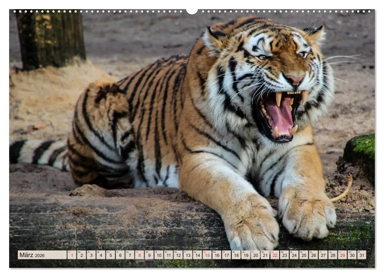 Bild: 9783516144239 | Tiger. Gestreift, wild u. schön (hochwertiger Premium Wandkalender...