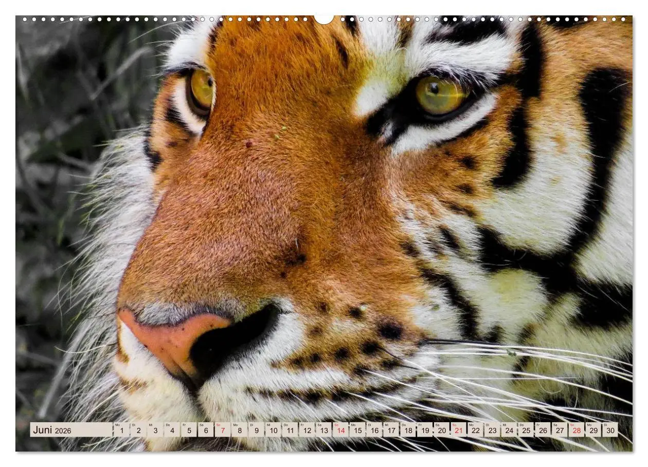 Bild: 9783516144239 | Tiger. Gestreift, wild u. schön (hochwertiger Premium Wandkalender...
