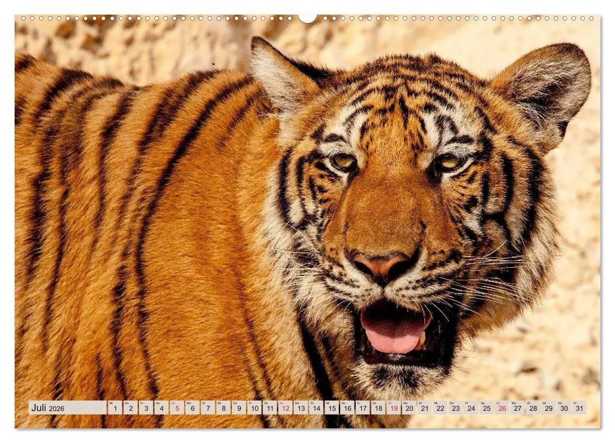 Bild: 9783516144239 | Tiger. Gestreift, wild u. schön (hochwertiger Premium Wandkalender...