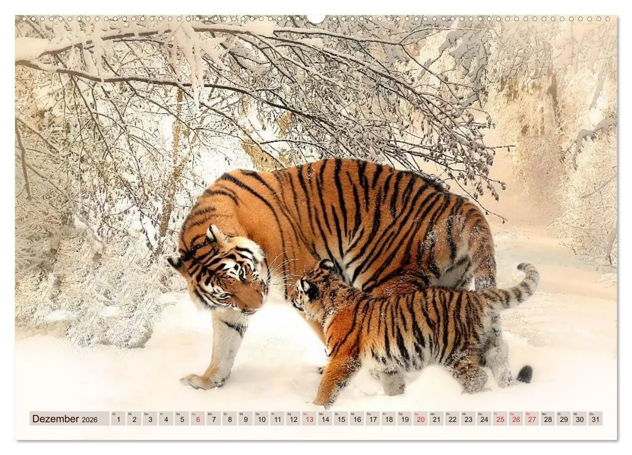 Bild: 9783516144239 | Tiger. Gestreift, wild u. schön (hochwertiger Premium Wandkalender...