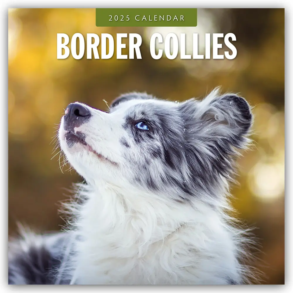Cover: 9781804424339 | Border Collies - Border Collie 2025 - 16-Monatskalender | Ltd | 14 S.