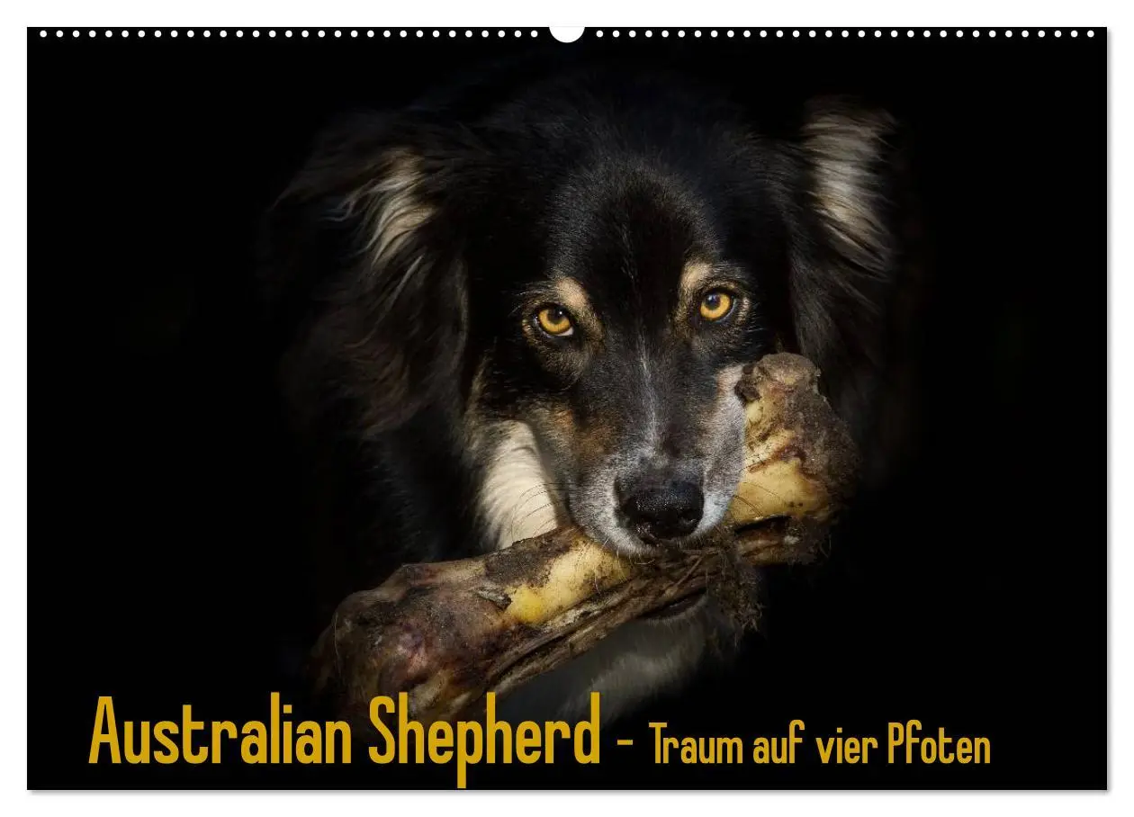 Cover: 9783516134339 | Australian Shepherd - Traum auf vier Pfoten (Wandkalender 2026 DIN...