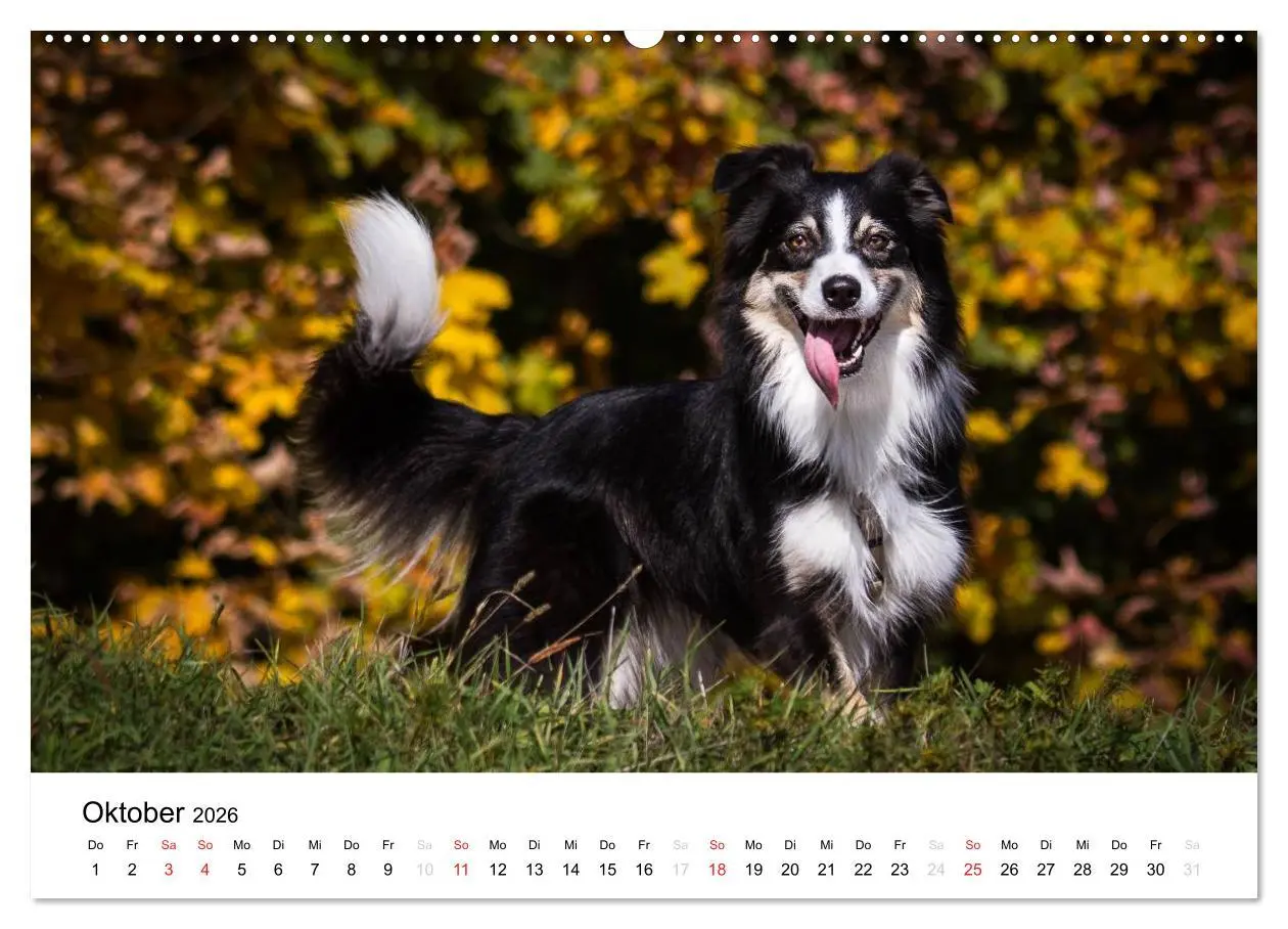 Bild: 9783516134339 | Australian Shepherd - Traum auf vier Pfoten (Wandkalender 2026 DIN...