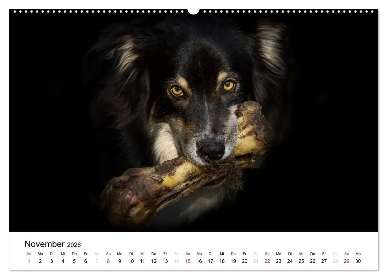 Bild: 9783516134339 | Australian Shepherd - Traum auf vier Pfoten (Wandkalender 2026 DIN...