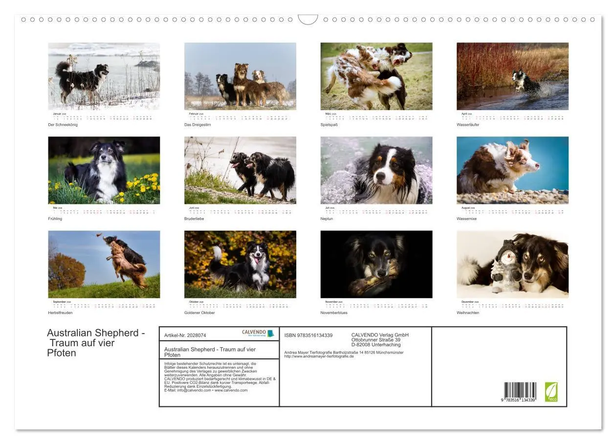 Bild: 9783516134339 | Australian Shepherd - Traum auf vier Pfoten (Wandkalender 2026 DIN...