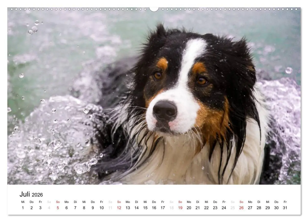 Bild: 9783516134339 | Australian Shepherd - Traum auf vier Pfoten (Wandkalender 2026 DIN...