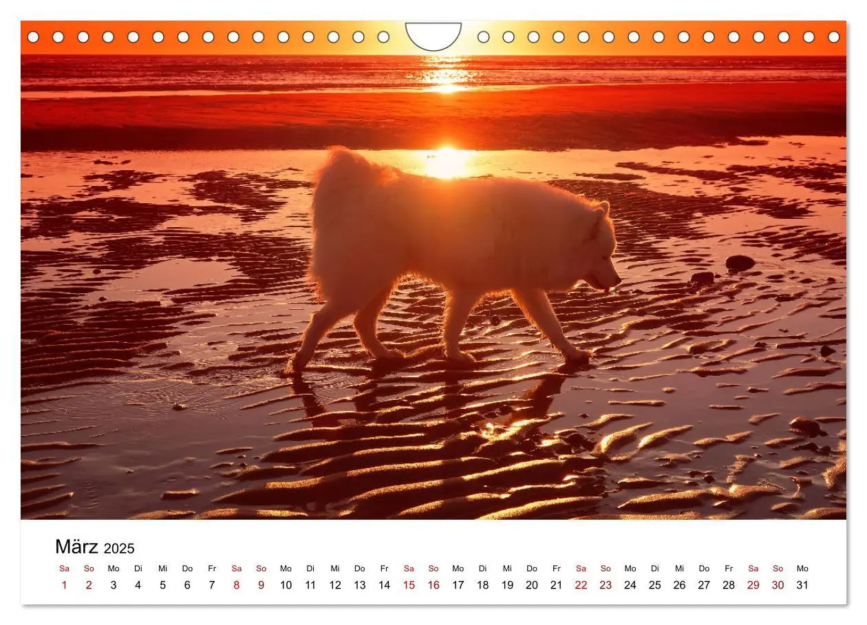 Bild: 9783435014439 | Ein Samojede am Meer (Wandkalender 2025 DIN A4 quer), CALVENDO...
