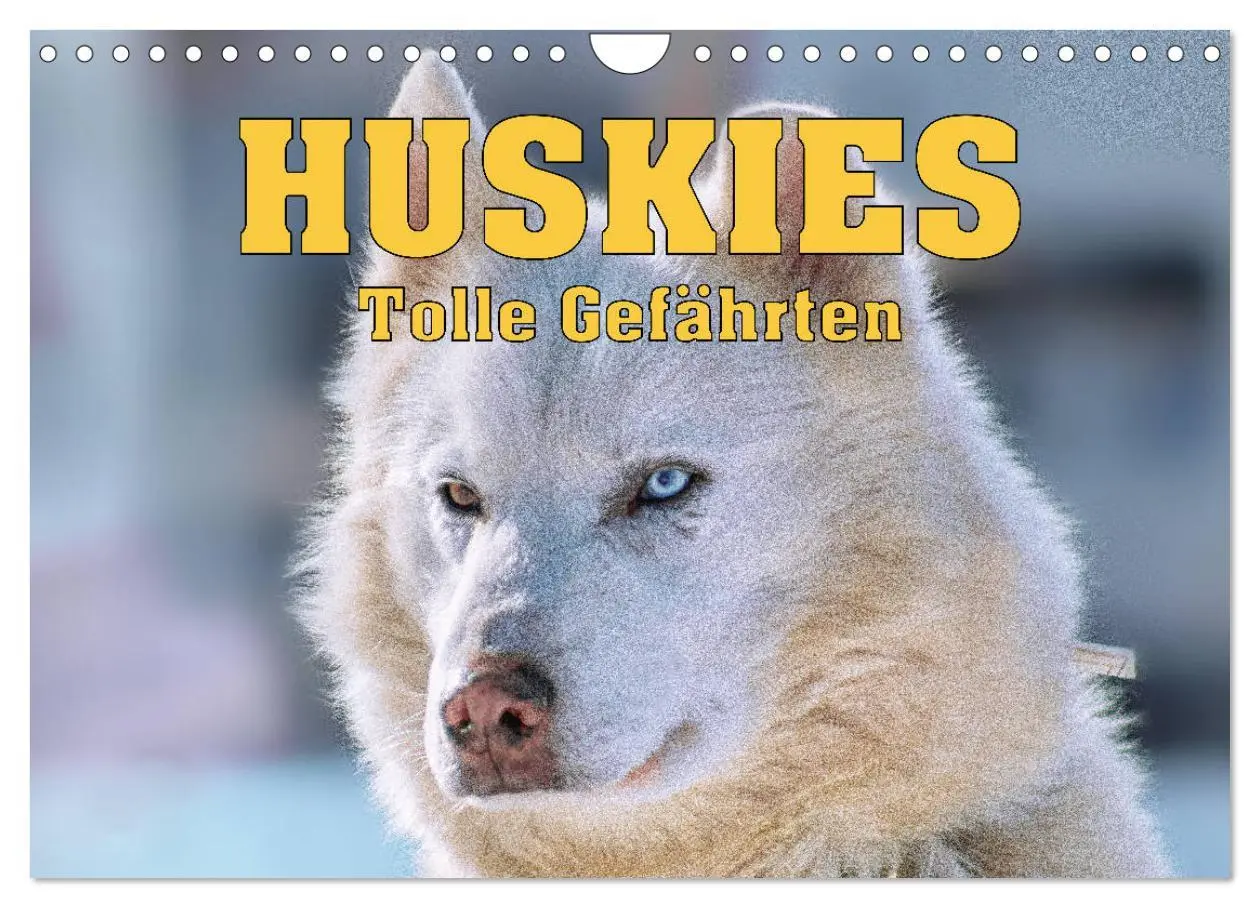 Cover: 9783457714539 | Huskies - Tolle Gefährten (Wandkalender 2026 DIN A4 quer), CALVENDO...
