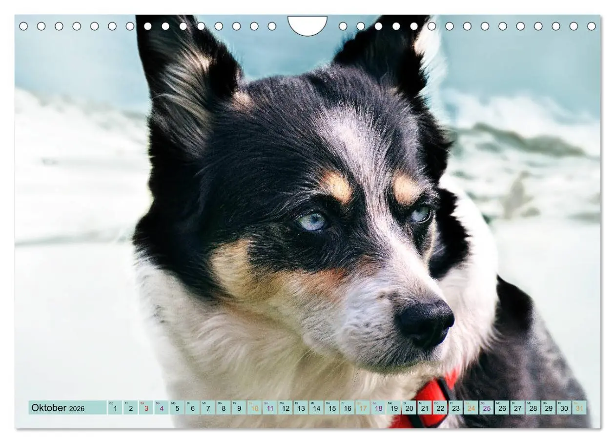 Bild: 9783457714539 | Huskies - Tolle Gefährten (Wandkalender 2026 DIN A4 quer), CALVENDO...