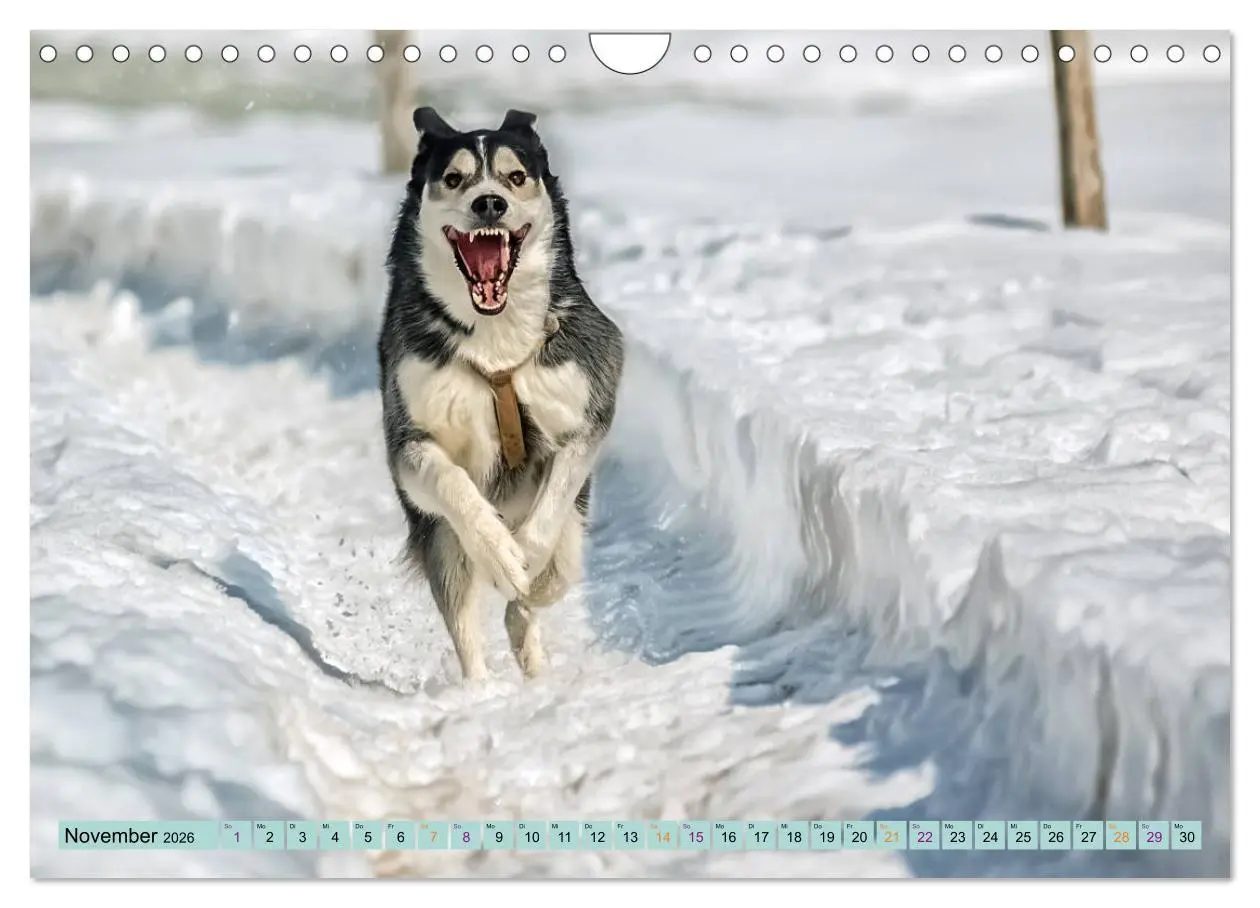 Bild: 9783457714539 | Huskies - Tolle Gefährten (Wandkalender 2026 DIN A4 quer), CALVENDO...