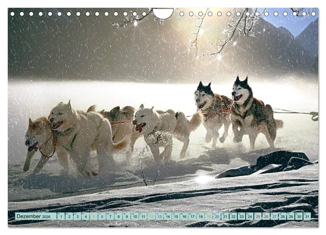Bild: 9783457714539 | Huskies - Tolle Gefährten (Wandkalender 2026 DIN A4 quer), CALVENDO...