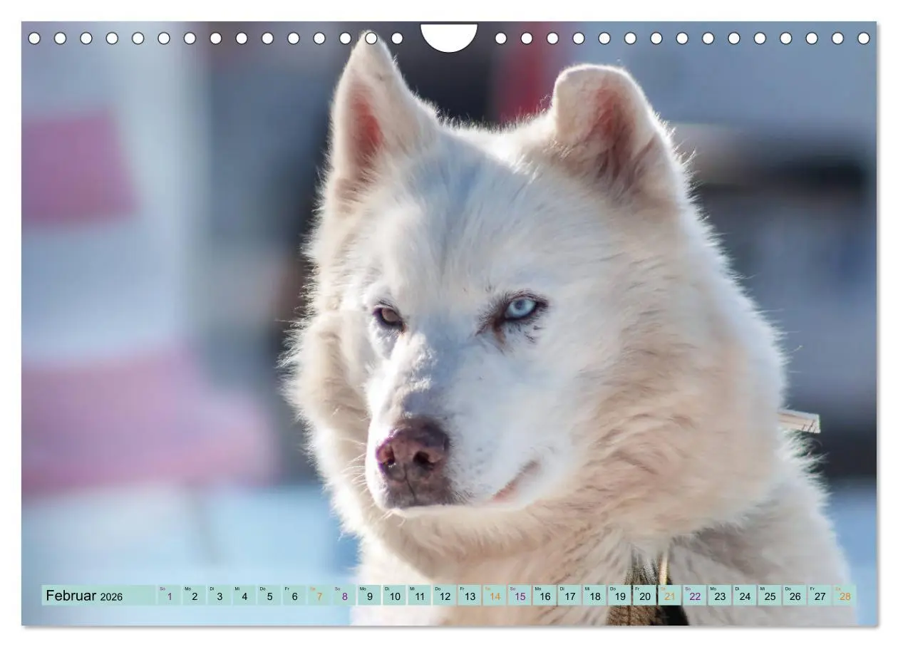 Bild: 9783457714539 | Huskies - Tolle Gefährten (Wandkalender 2026 DIN A4 quer), CALVENDO...